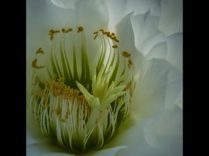 Cactus Flowers-09